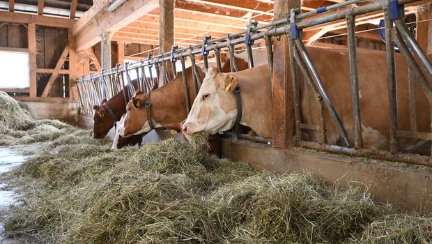 Der Raufutterverband ist überzeugt, dass Schweizer Rinder im Winter 2023 nicht hungern müssen.