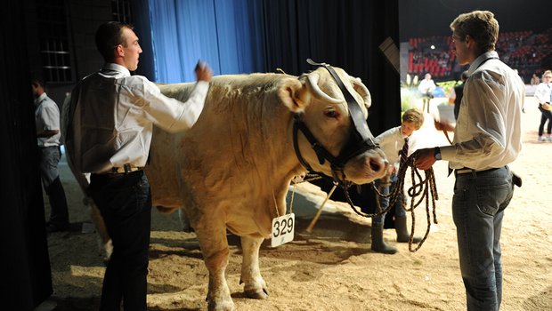 Ein Charolais-Stier wird am Sommet d'élevage in die Halle «Zénith d'Auvergne» geführt. Bild: zVg 