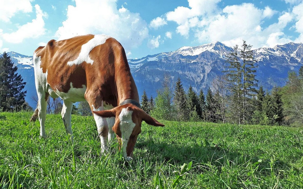 Eine gefleckte Kuh steht auf der Weide und frisst, im Hintergrund sind Berge zu sehen.
