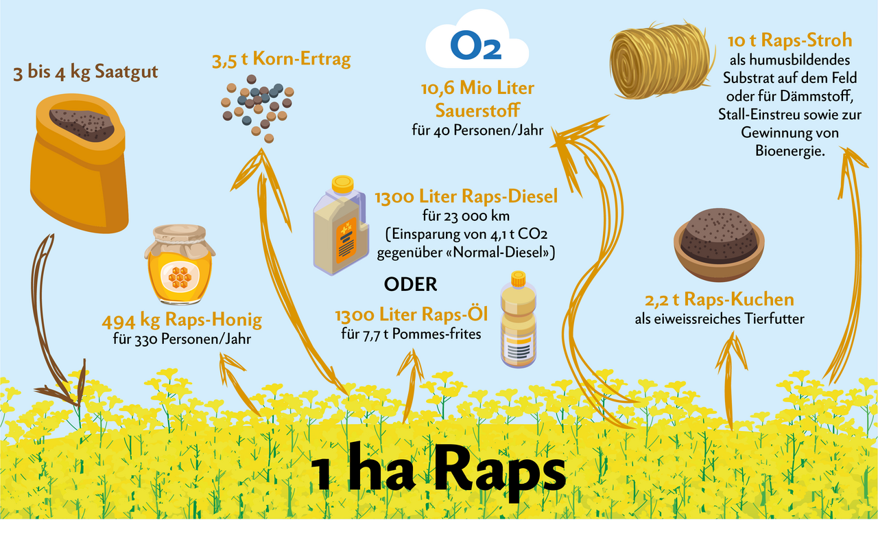 Infografik über den Raps-Anbau, vom Saatgut über die Ernte bis zu den verschiedenen Raps-Produkten.