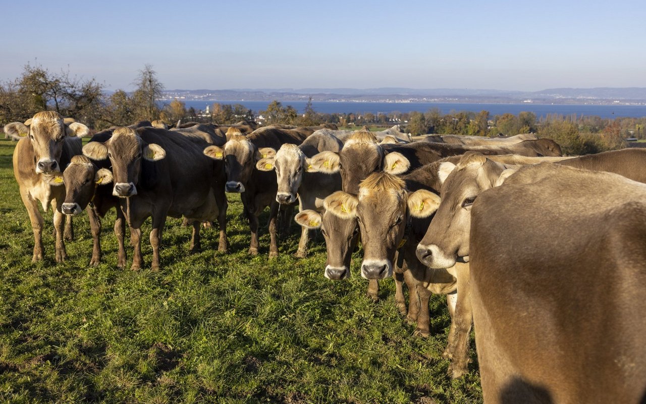 Eine Herde Braunviehkühe steht auf der Weide und schaut zum Fotografen.