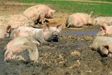 Der ta¨gliche Arbeitsaufwand betra¨gt pro 140 Schweine rund eine Stunde. Bild: Peter Röthlisberger 
