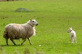 Das Welsh Mountain Schaf stellt die Ausgangsrasse dar für Gebrauchskreuzungen. Bild: Christian Gazzarin 