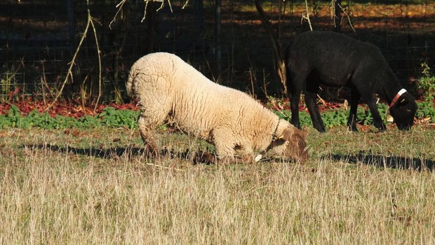 Zwei Schafe grasen auf der Weide. Eines davon hat sich auf die Knie herunter gelassen, um seine Klauen zu entlasten.