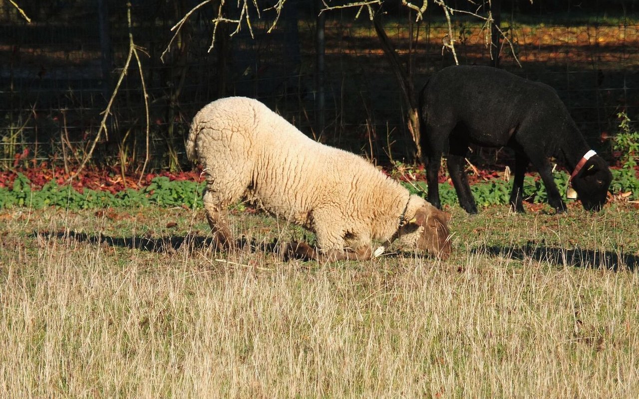 Zwei Schafe grasen auf der Weide. Eines davon hat sich auf die Knie herunter gelassen, um seine Klauen zu entlasten.