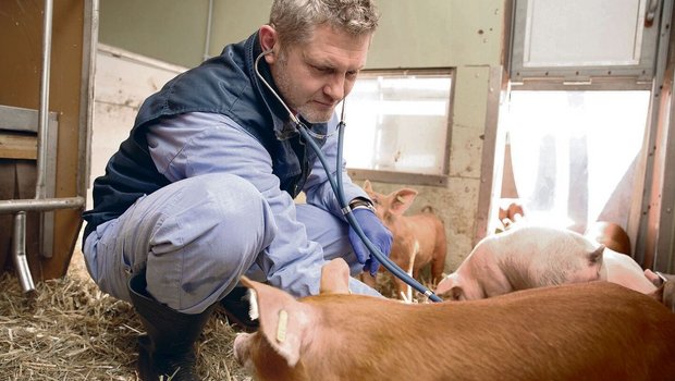 Lehre, Forschung, Praxis: Veterinär Dolf Kümmerlen leitet seit August 2022 die Abteilung Schweinemedizin am Tierspital Uni Zürich.