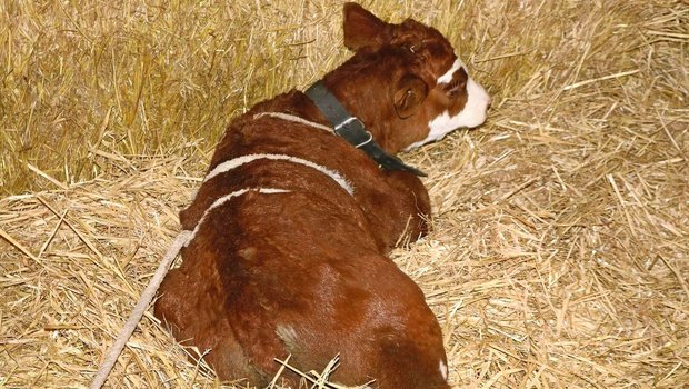 Mithilfe der «Madigan-Squeeze-Methode» kann durch kontrollierten Druck auf das Kalb eine erneute Geburt simuliert werden.