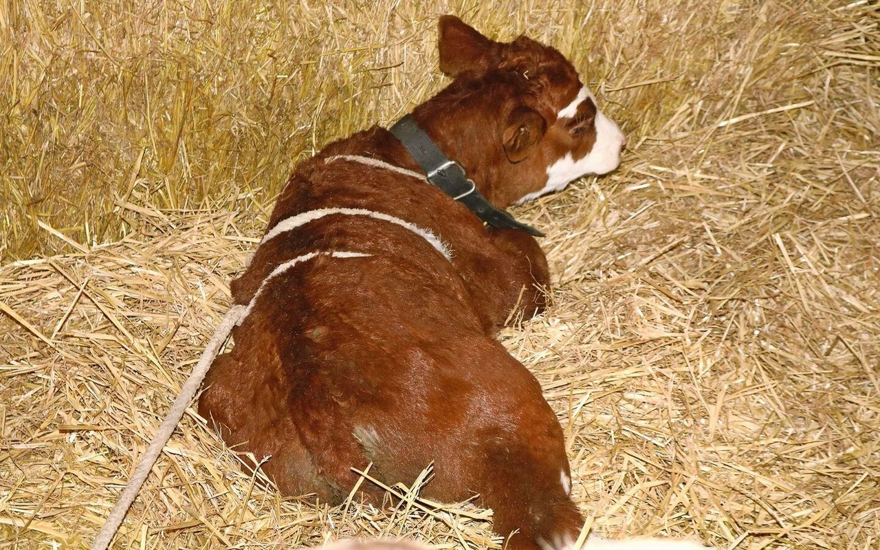 Mithilfe der «Madigan-Squeeze-Methode» kann durch kontrollierten Druck auf das Kalb eine erneute Geburt simuliert werden.