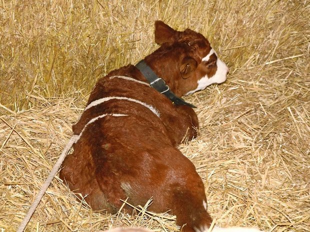 Mithilfe der «Madigan-Squeeze-Methode» kann durch kontrollierten Druck auf das Kalb eine erneute Geburt simuliert werden.