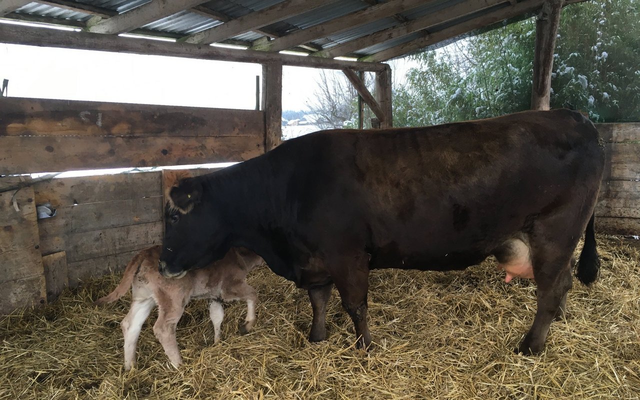 Eine Kuh leckt ihr Kalb in der Abkalbebox