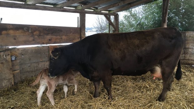 Abkalbebox für das Rind mit Kalb Eine Kuh leckt ihr Kalb in der Abkalbebox