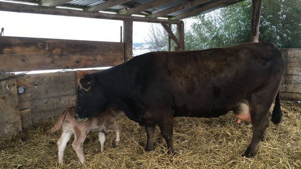 Eine Kuh leckt ihr Kalb in der Abkalbebox