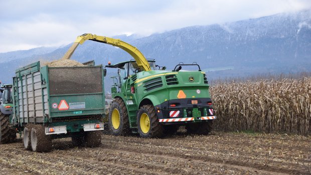 Wenn die Maisrückstände nach dem Ernten mechanisch zerstört werden, kann der Maiszünsler nicht überwintern. (Bilder bs)