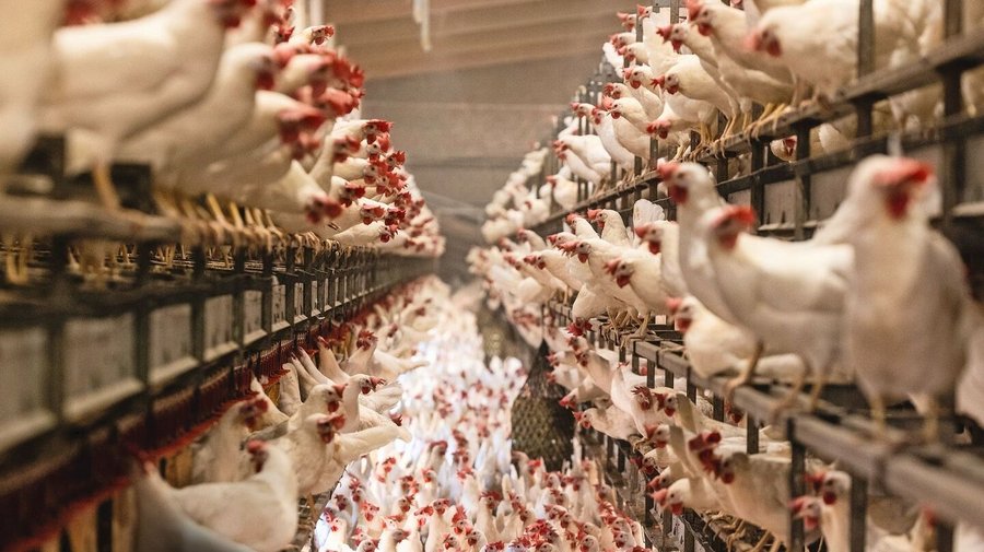 18 000 Legehennen leben auf dem Sagihof. Um deren Mist und denjenigen der 40 000 Junghennen zu verwerten, braucht es eine eingespielte Technik. 