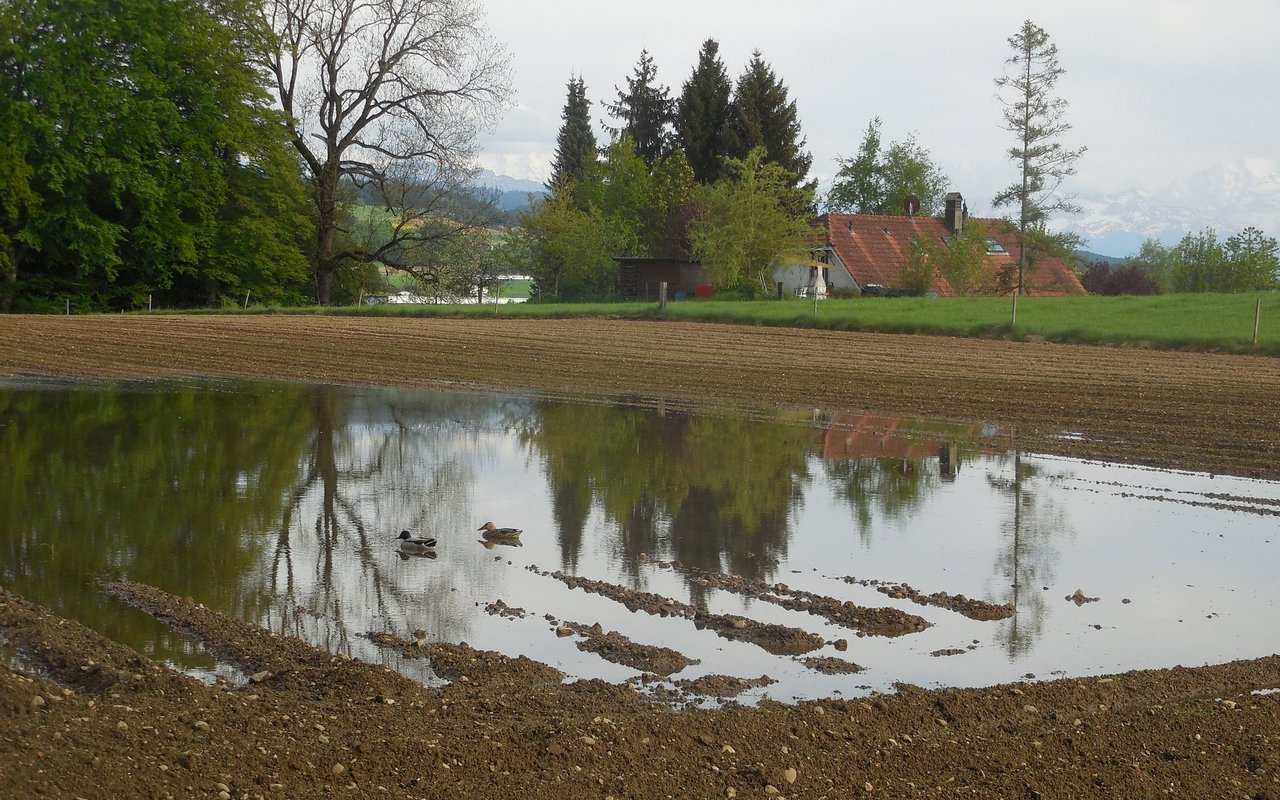 Aufgrund der anhaltenden Nässe im Frühjahr konnten viele Kulturen erst spät gesät werden.