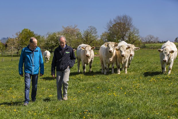 Tierarzt Oskar Luder (links) und Landwirt Fredy Schmied arbeiten seit Jahren eng zusammen. Sie wenden Komplementärmedizin und Schulmedizin an. Bild: Pia Neuenschwander 