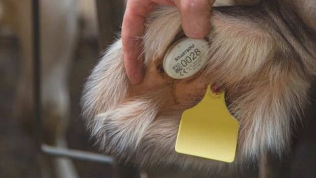 Eine hand hebt das Kuh-Ohr an und die digitale Ohr-Marke ist zu erkennen.