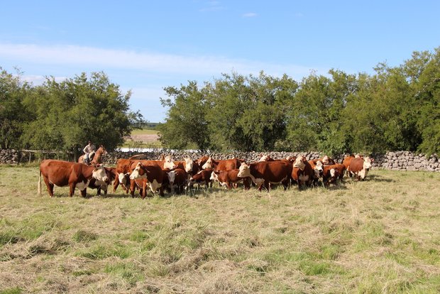 Leserreise Argentinien: Wo Kleinbauern gross sind Die Herde reinrassiger Hereford ist der grosse Stolz vom Joaquin Stirling in Young, Uruguay. Weiter züchtet er 300 Holstein-Milchkühe und 200 Fleischschafe und pflanzt Soja, Mais und Sorghum. Total besitzt der Nachkomme englischer Einwanderer 2000 Hektaren.