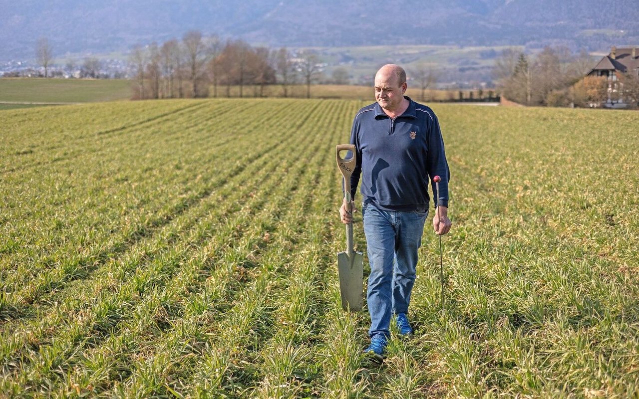 Vor der Bodenbearbeitung schaut Schwab, wo die Regenwürmer sind.