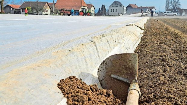 Frühkartoffeln sind bereits z. T. unter Vlies. Früh gesetzte Knollen profitieren besonders vom Vorkeimen.