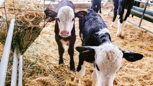 Die neugeborenen Hereford-Friesian-Kälber in dieser Grösse gelten 300 bis 400 australische Dollar, was 210 bis 280 Schweizer Franken entspricht. (Bild Josy Lang)