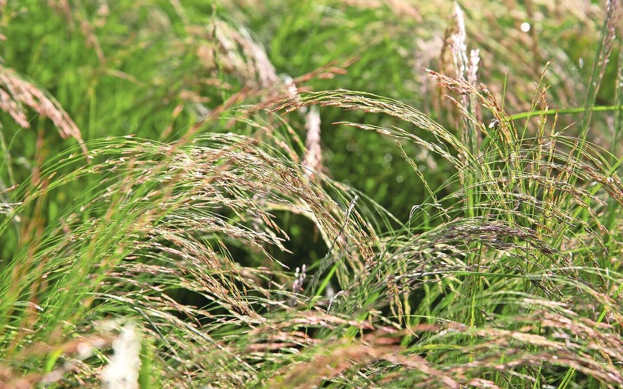Das Teffgras könnte die Lösung für den Futterbau während Trockenperioden sein. Die Hirsenart bringt hohe Erträge bei tiefem Nährstoff- und Wasserbedarf.