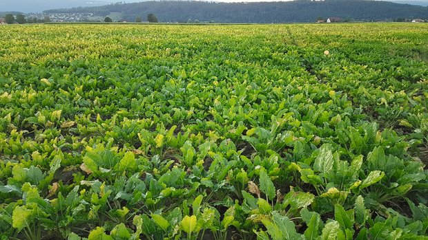 Zuckerrüben: Cercospora und Rhizoctonia Gelbe Blätter sind eine Folge von frühem Blattlausbefall im Mai. Die viröse Vergilbung erschien ab Juni auch optisch. Bild: Samuel Jenni