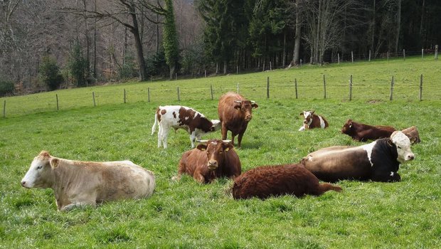 Weidegang Mutterkuh-Herde Eine Mutterkuh-Herde liegt und steht auf der Weide.