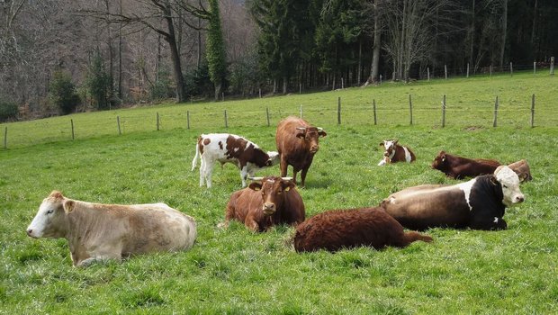 Eine Mutterkuh-Herde liegt und steht auf der Weide.