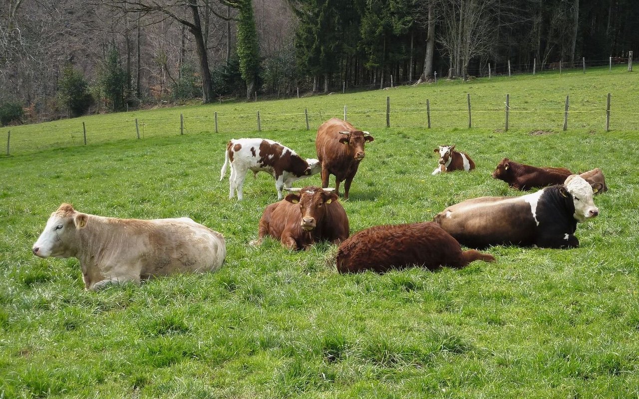 Eine Mutterkuh-Herde liegt und steht auf der Weide.