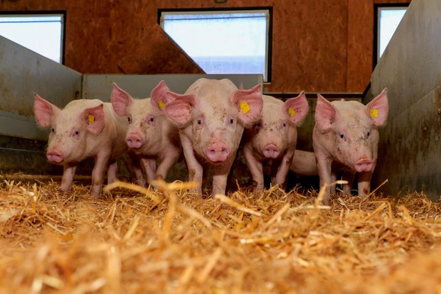 Schweine im Stroh in einem Schweizer Stall. Bild: Peter Röthlisberger