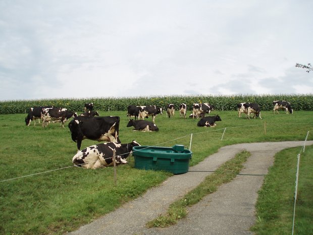 Klima: Hitze reduziert die Leistung von Nutztieren in der Landwirtschaft Im Sommer sind beschattete Trogtränken ideal. Bild: Michael götz