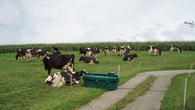 Klima: Hitze reduziert die Leistung von Nutztieren in der Landwirtschaft Im Sommer sind beschattete Trogtränken ideal. Bild: Michael götz
