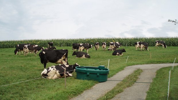 Im Sommer sind beschattete Trogtränken ideal. Bild: Michael götz