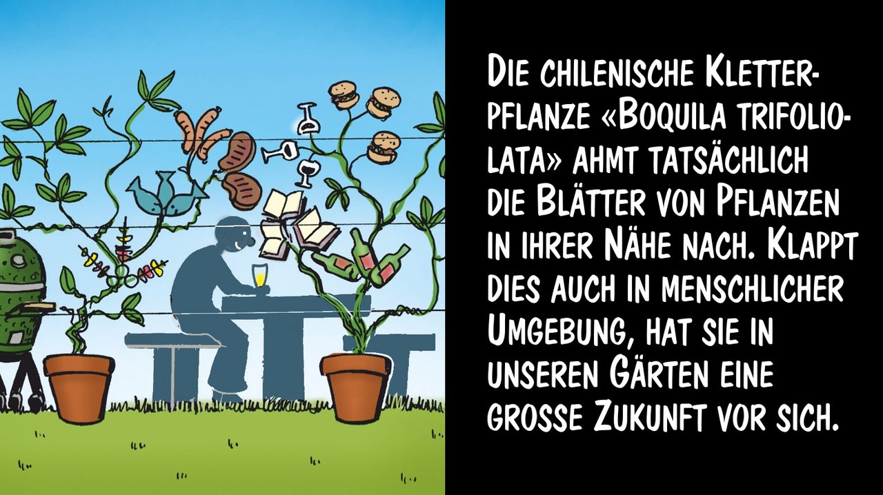 «Boquila trifoliata» ahmt die Blätter von Pflanzen in ihrer Nähe nach. Cartoon: Marco Ratschiller/Karma