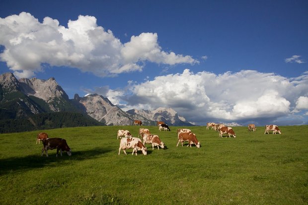 KLIR-Modell berechnet Treibhausgasemissionen auf Milchbetrieben Die berechneten CO2-Äquivalenten sind tiefer als bisher angenommen. (Bild Pixabay)