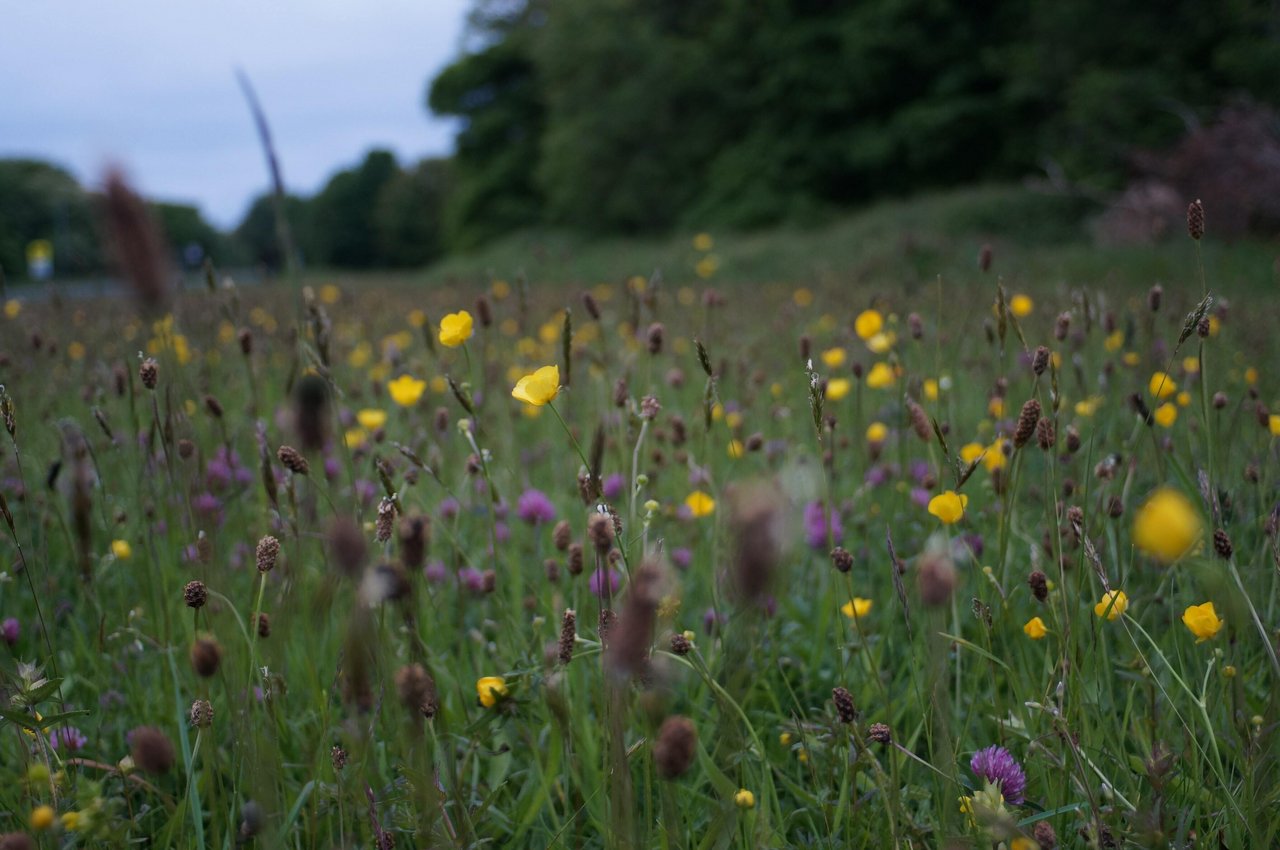 Das Thema Biodiversität gewinnt immer mehr an Bedeutung. (Bild Unsplash)