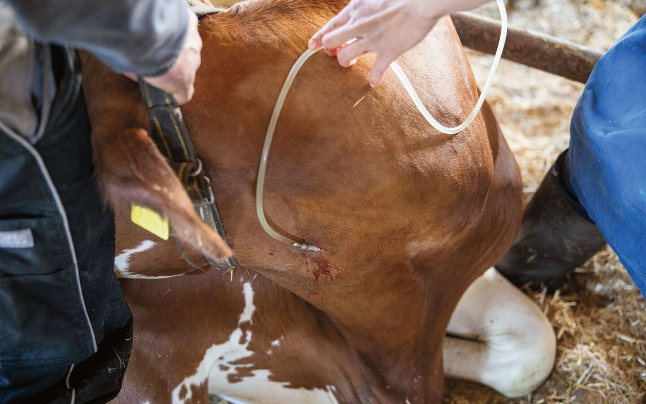 Ein Infusionsschlauch steckt in der Kuh drin, dabei ist die Hand der Tierärztin zu sehen.