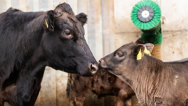 Eine schwarze Mutterkuh steht Nase an Nase mit ihrem dunkelbraunen Kalb im Laufhof.