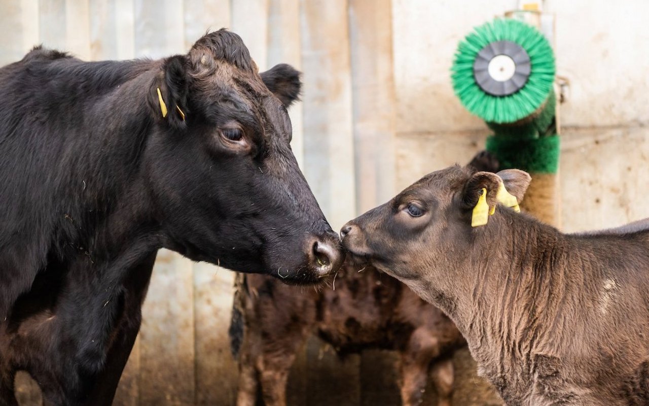 Eine schwarze Mutterkuh steht Nase an Nase mit ihrem dunkelbraunen Kalb im Laufhof.