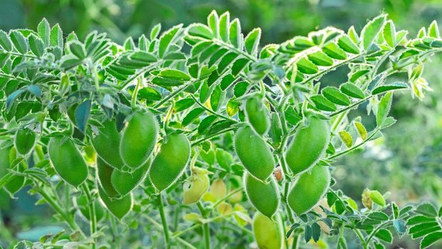 Die Ernährungs-Initiative will die Produktion pflanzlicher Lebensmittel fördern und die inländische Produktion stärken.