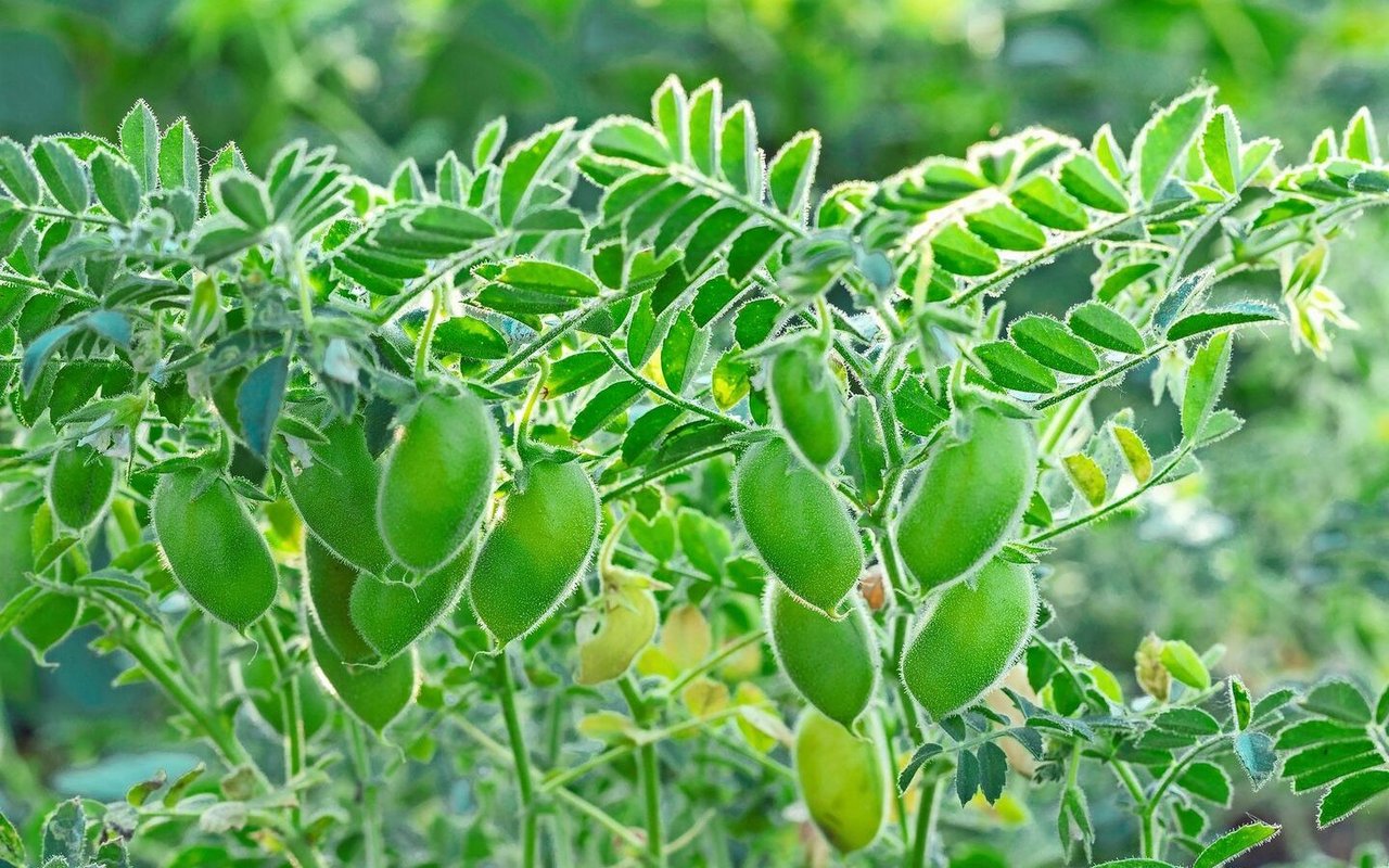 Die Ernährungs-Initiative will die Produktion pflanzlicher Lebensmittel fördern und die inländische Produktion stärken.