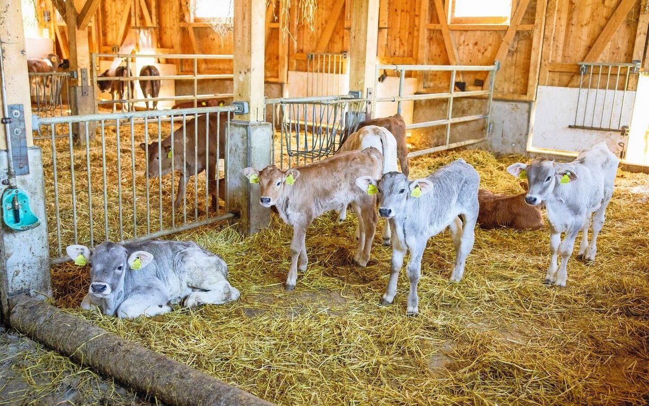 Mastkälber und -rinder brauchen zu jedem Zeitpunkt Heu, damit die Pansenmikroben Thiamin bilden können.