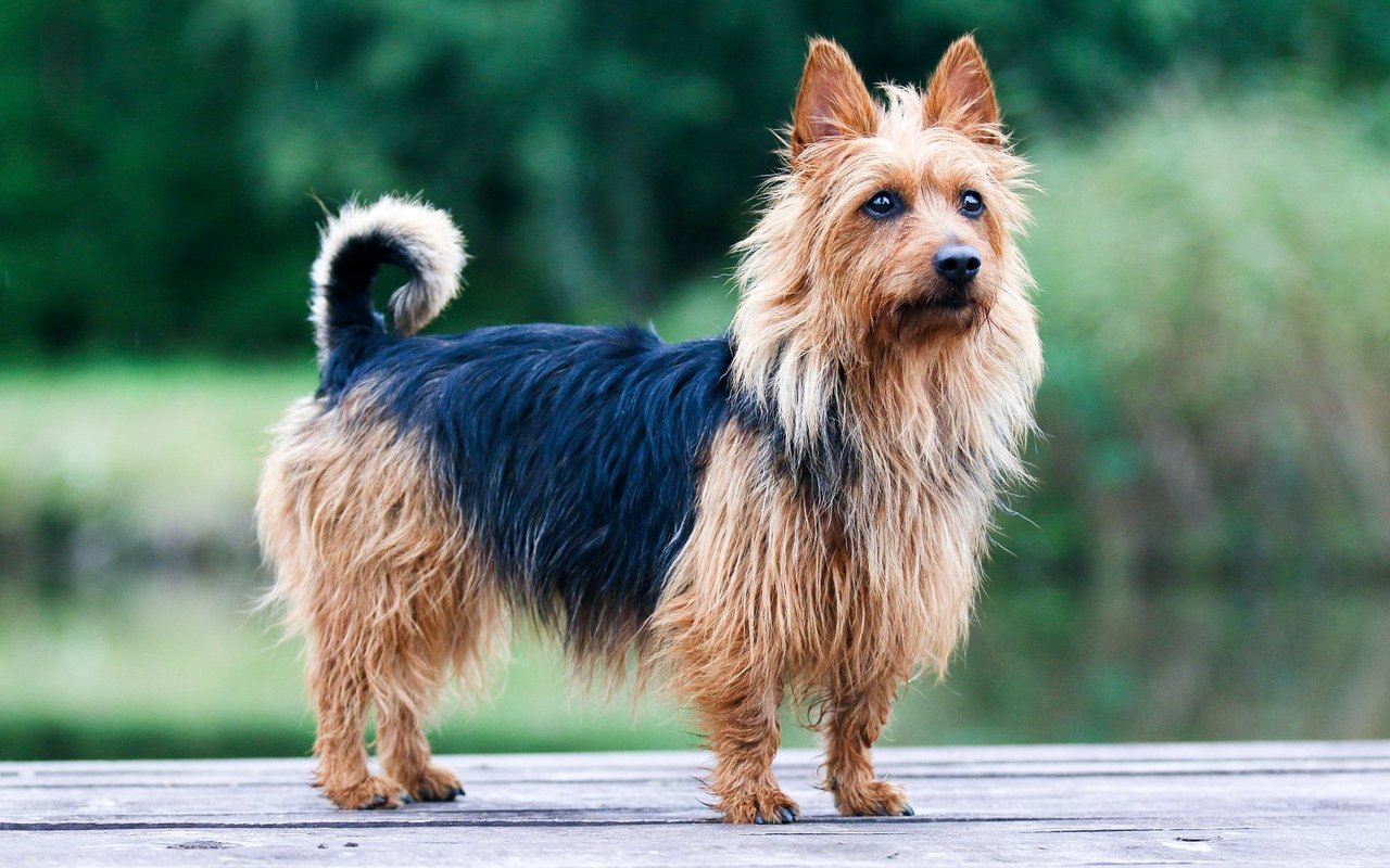Der kleingewachsene Australian Terrier besitzt eine charakteristische Krause um den Hals und spitze hochstehende Ohren.