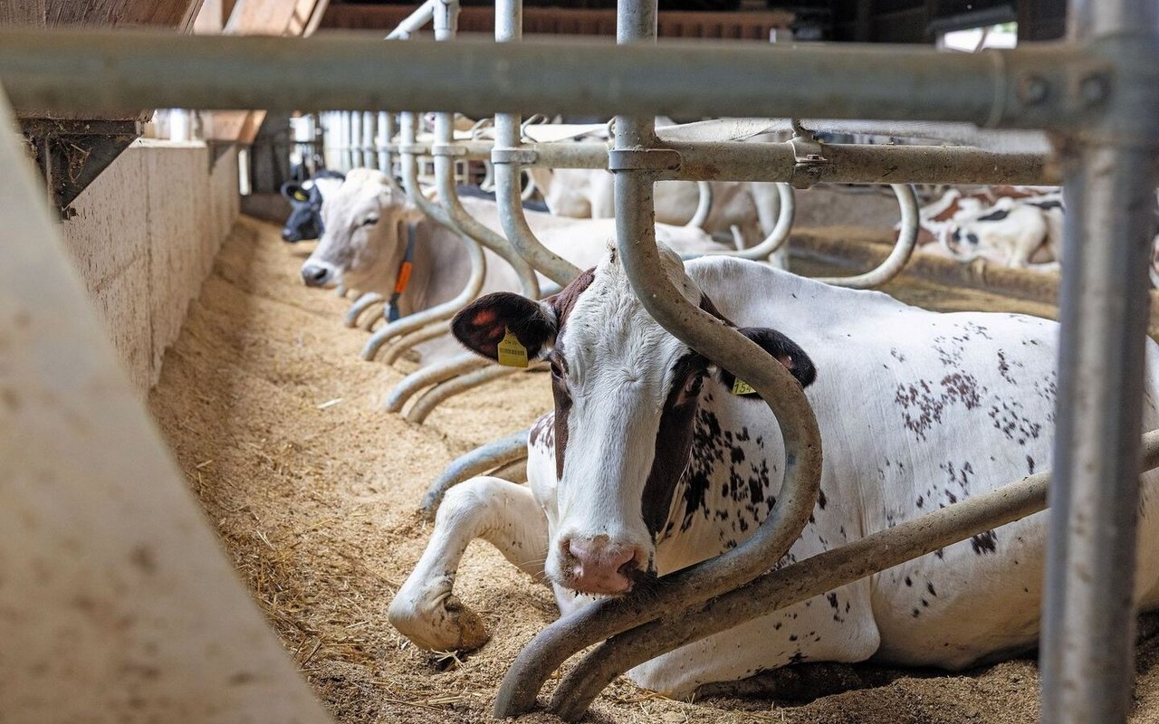 Eine Holstein-Kuh liegt in der Box, das eine Bein nach vorne durchgestreckt. 