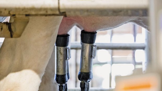 Kuhmilch enthält vie Kuhmilch enthält vielversprechende Biomarker für die Gesundheit der Milchdrüse.