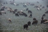 Wanderscha¨fer Ernst Vogel setzt auf Kreuzungen zwischen Robustrassen und Fleischrassen. Bild: Pia Neuenschwander 