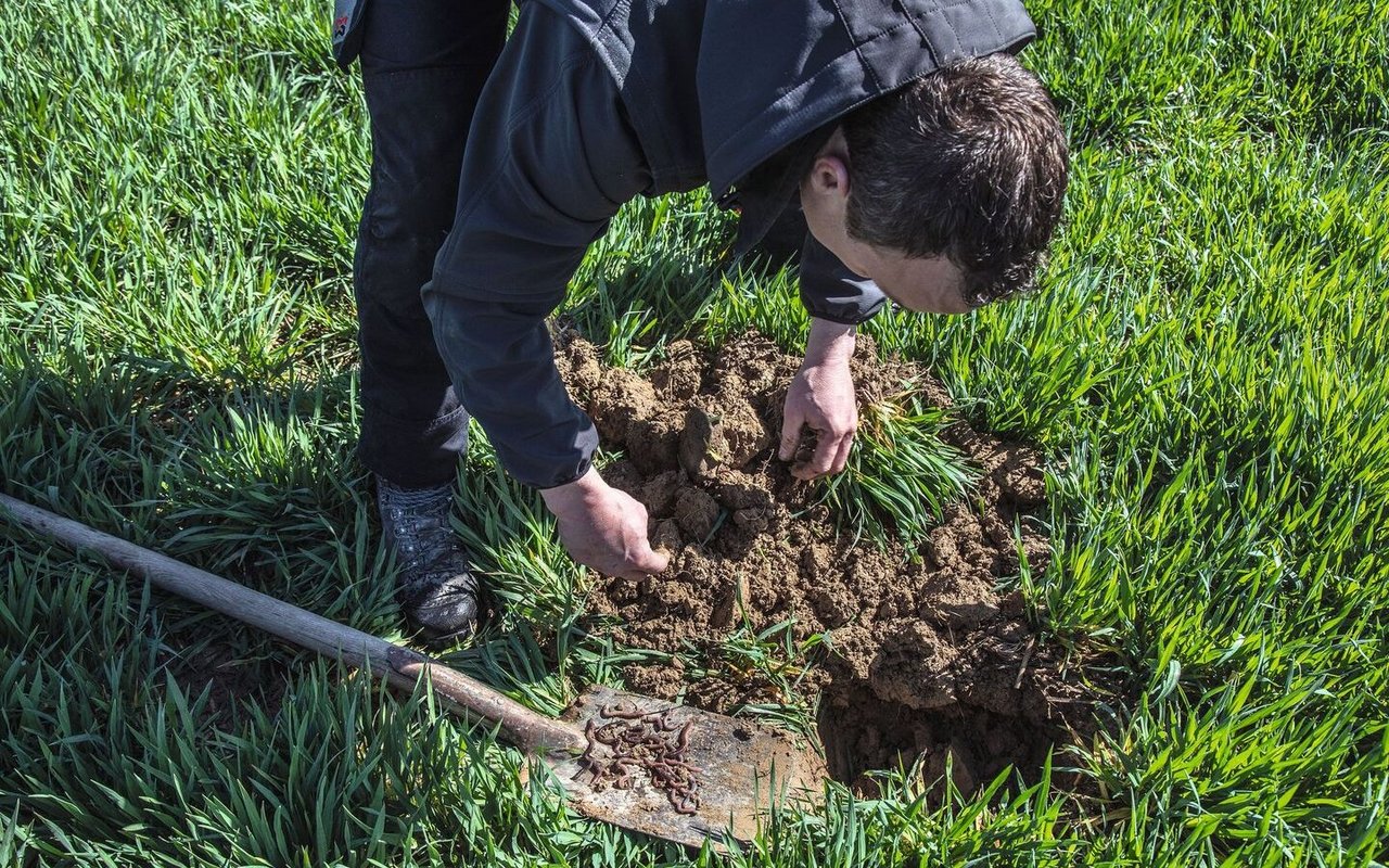 Marcel Villiger sorgt für ein gutes Umfeld für Regenwürmer, damit sie Ernterückstände und abgestorbene Pflanzenteile rasch abbauen können.