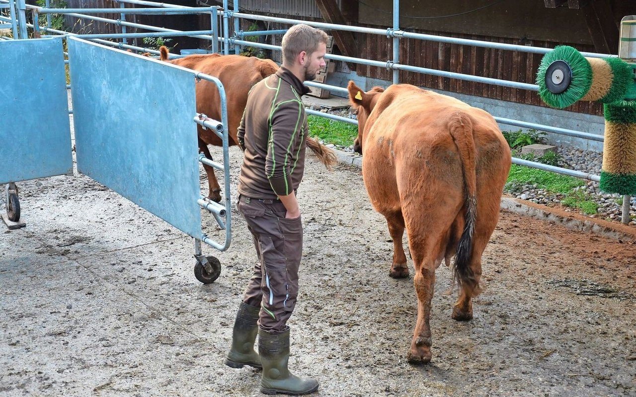 Rinder, mit denen das Laufen durch einen Treibgang geübt wird, haben später weniger Stress im Schlachthof.