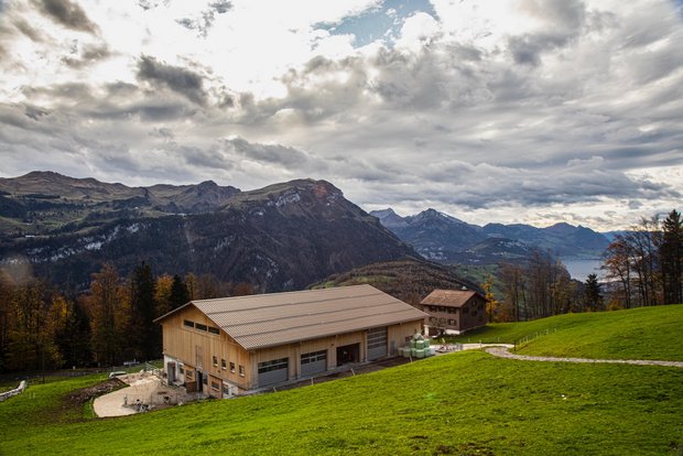 Im Mai 18 wurde eine Kuh auf dem Betrieb Geissberg positiv auf BVD getestet. Foto: Pia Neuenschwander 
